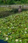Pond and Lillies 